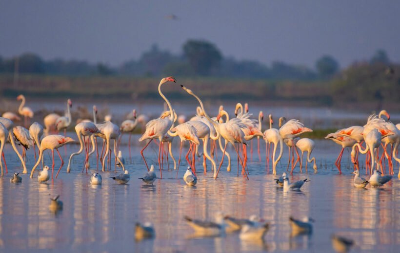 Flight of the Flamboyance (A Flamingo Boat Safari)