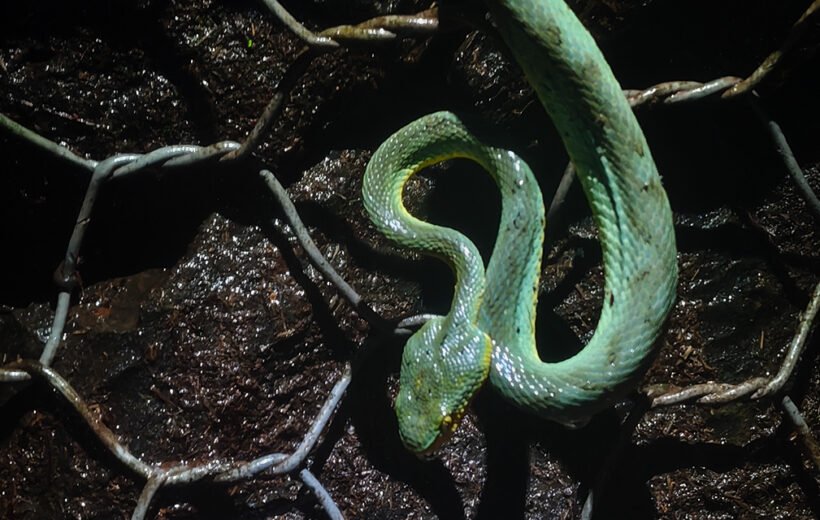 Scales & Tales | An Ethical Herping Walk in Matheran